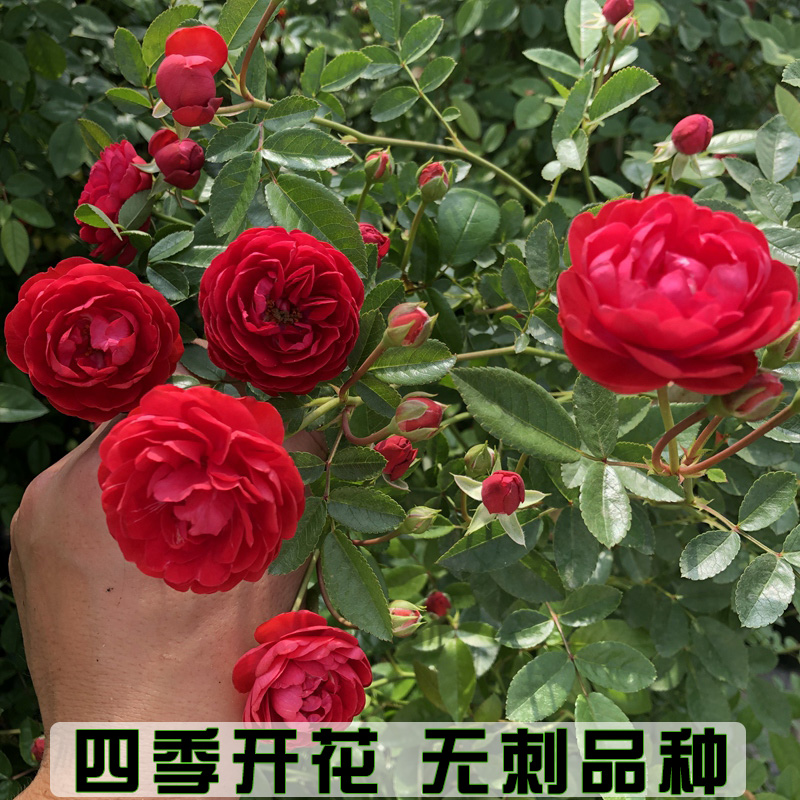 四季红木香 四季开花 浓香型木香花蔷薇花苗藤本月季欧月阳台庭院