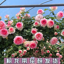 粉色龙沙宝石藤本月季爬藤植物花卉粉龙蔷薇花大花浓香型带花苞