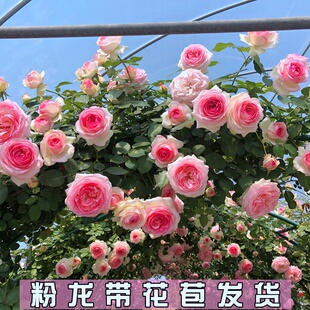 粉色龙沙宝石藤本月季 爬藤植物花卉粉龙蔷薇花大花浓香型带花苞