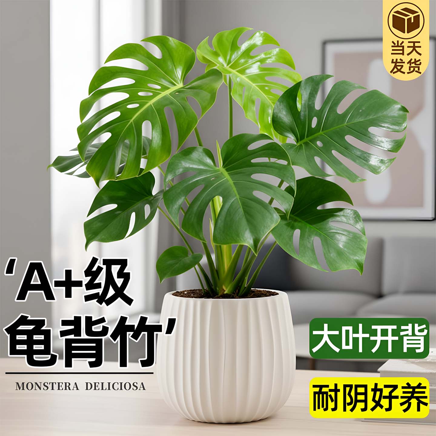 龟背竹盆栽大叶绿植办公室客厅净化空气花卉小植物四季常青水培图片