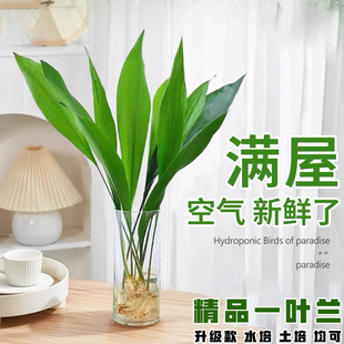 一叶兰盆栽办公室客厅水培网红植物室内好养耐寒四季常青净化空气