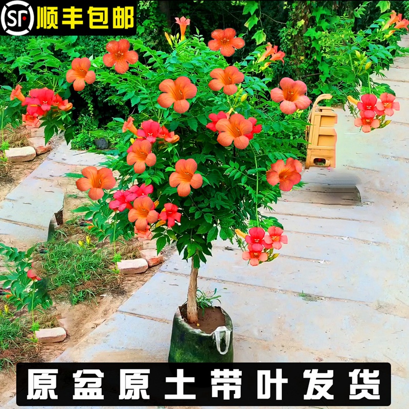 凌霄花苗四季开花爬藤植物炮仗花凌霄树苗庭院阳台盆栽花卉攀援花