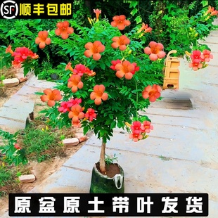 开花爬藤植物炮仗花凌霄树苗庭院阳台盆栽花卉攀援花 凌霄花苗四季