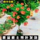 凌霄花苗四季 开爬藤植物炮仗花凌霄树苗庭院阳台盆栽花卉攀援花