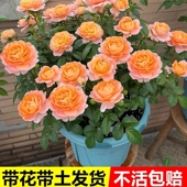 四季 开花灌木月季 艾莎果汁花卉盆栽阳台庭院办公室植物玫瑰蔷薇苗