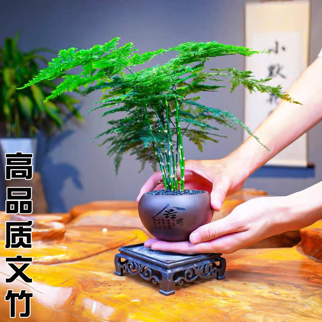 文竹盆栽办公室客厅净化空气吸甲醛植物四季常青绿植微盆景小盆栽