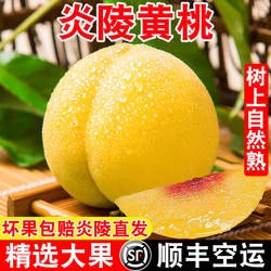 正宗湖南炎陵黄桃新鲜水果高山锦绣脆甜当季时令黄毛桃整箱大桃子