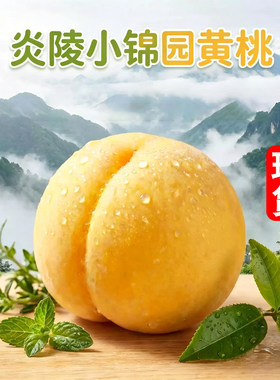 湖南炎陵小锦园黄桃高山中熟桃子毛桃脆甜多汁新鲜水果产地直发