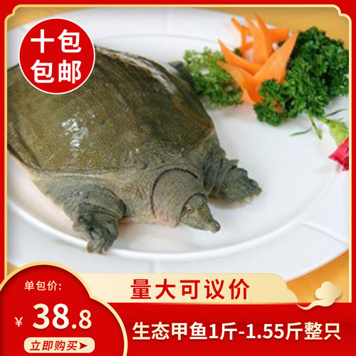 生态甲鱼1斤-1.55斤整只预制菜商用特色餐饮半成品食材火锅商用