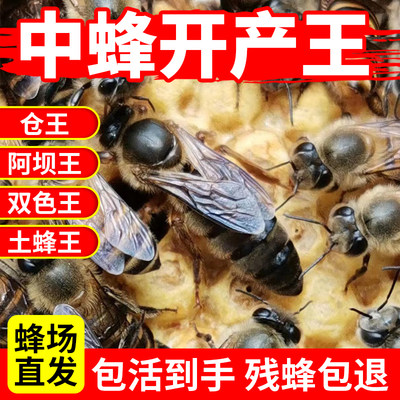 中蜂开产蜂王包活繁殖快