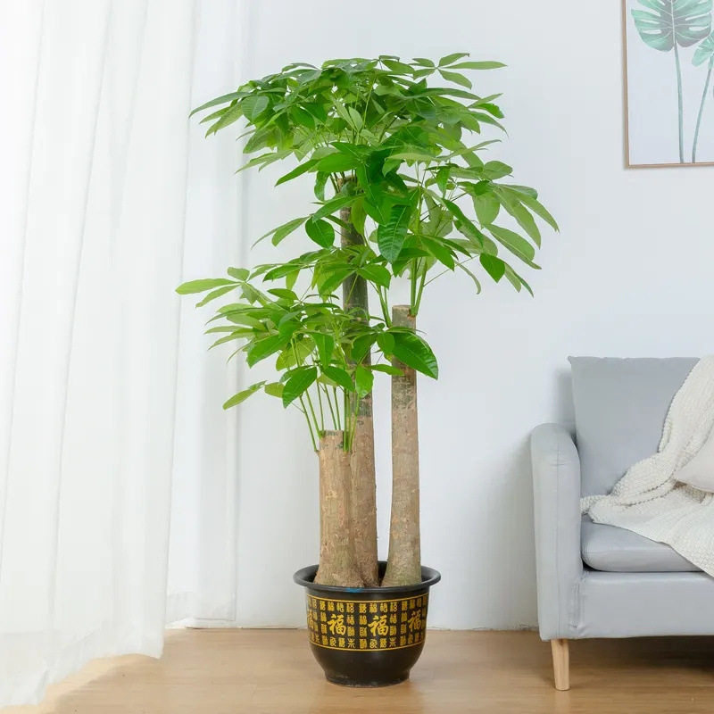 大盆绿叶植物,大绿叶植物_大山谷图库