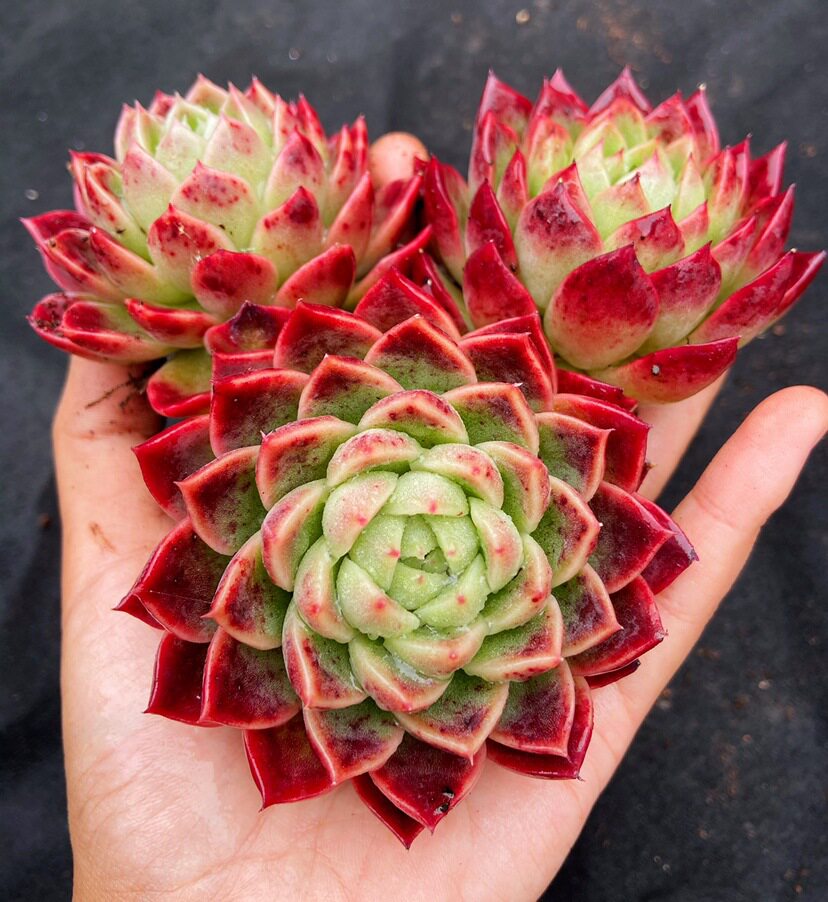 韩系红玉胭脂小姐新玛丽亚东冬云杂交红女巫精品多肉植物红色肉肉