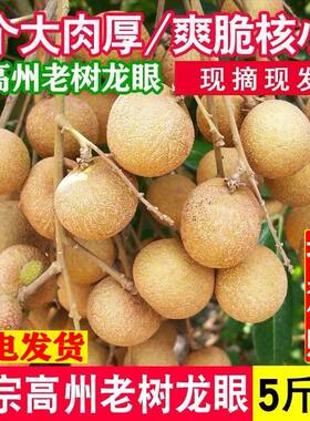 石硖龙眼桂圆储良新鲜现摘老树