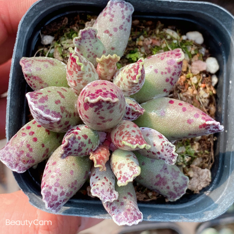 海豹多肉植物水泡系超萌梅花鹿奇趣多肉花卉盆栽绿植室内阳台植物