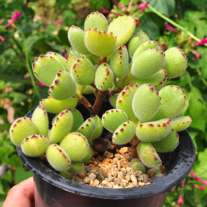 老桩群生熊童子多肉植物盆栽