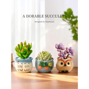 多肉植物室内小盆栽办公室桌面仙人球绿植花稀罕幼儿园仙人掌礼物