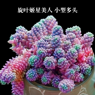 盆栽稀有品种莲花包邮多肉植物