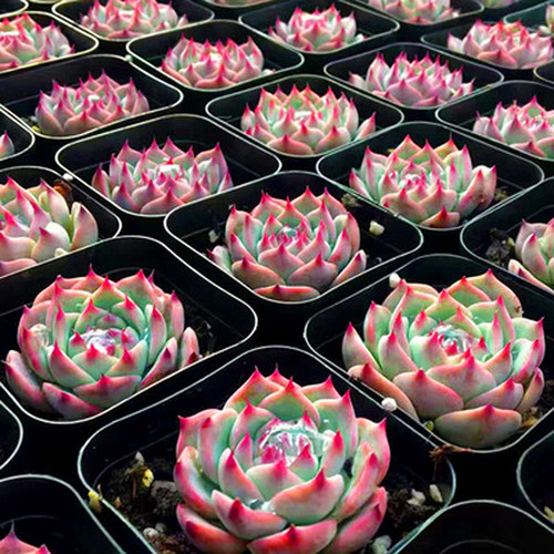 新生多肉非常容易组合盆栽