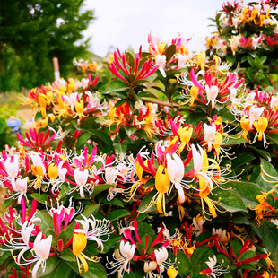 爬藤金银花盆栽树苗老桩植物四季开花室内庭院好养花卉可食用