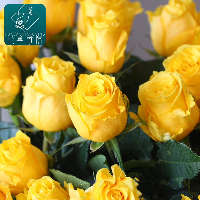 黄玫瑰花苗金香玉金镶玉灌木大花切花月季金黄四季开花盆栽绿植物