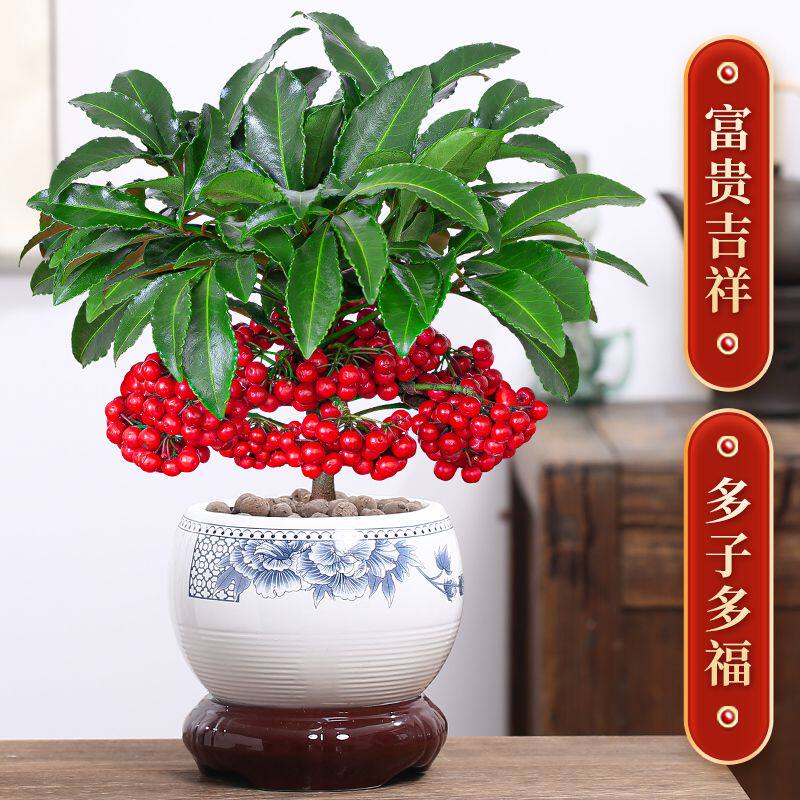 富贵籽盆栽黄金万两植物带果红果客厅招财室内花好养懒人花卉绿植