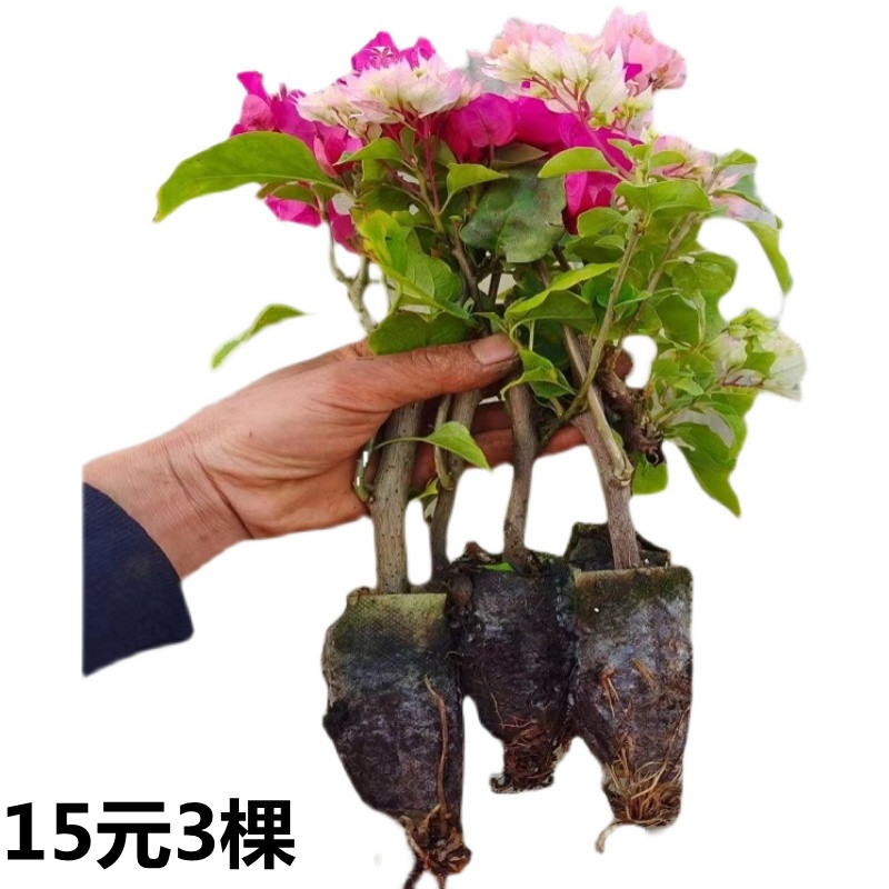 15元3棵三角梅盆栽带花四季开花勤花精品重瓣三角梅苗花卉植物-封面