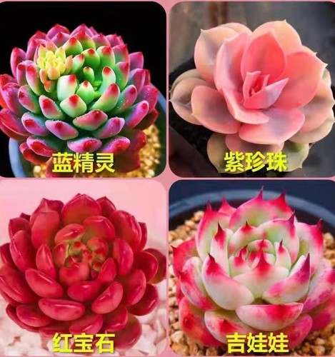 多肉植物室内盆栽大颗红宝石