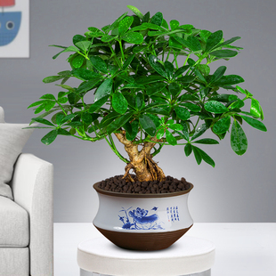 七叶莲盆栽生肖虎植物四季绿植室内客厅老桩盆景招财鸭脚木卫生间