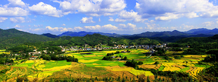 梯田水稻茶园自然山水田园风景海报制作客厅房间装饰贴挂画J5123C