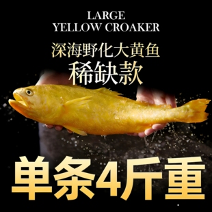 【正常发货】野化大黄鱼黄花鱼海鲜水产鲜活黄鱼冷冻4斤1条顺丰