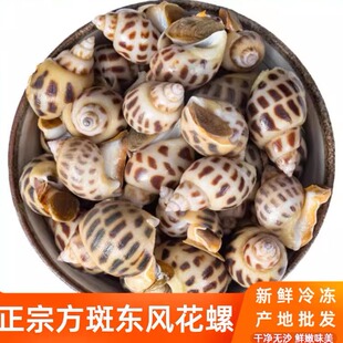 福建花螺螺鲜活冷冻新鲜东风螺大海螺鲜活海螺香螺海鲜贝类3斤