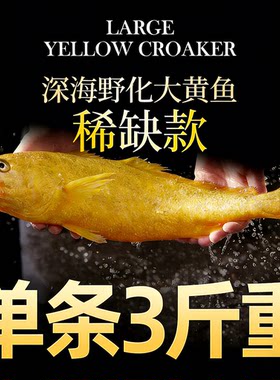 送礼宴请野化大黄鱼特大！3斤1条