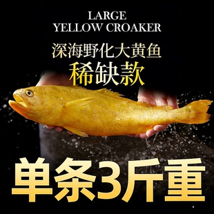 【正常发货】野化大黄鱼黄花鱼海鲜水产鲜活黄鱼冷冻3斤1条顺丰