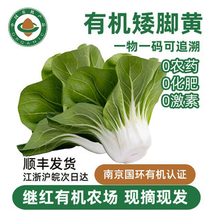 【继红有机农场】新鲜矮脚黄青菜2斤时令生鲜蔬菜现摘当季满包邮
