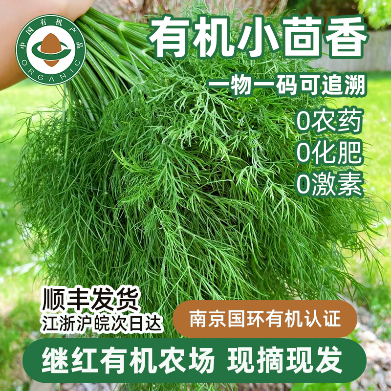 有机小茴香继红有机农场直发