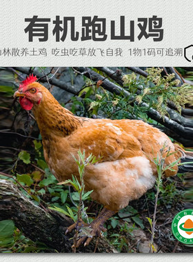 一正有机跑山鸡自然散养2年现杀土鸡老母鸡大公鸡农家煲汤顺丰