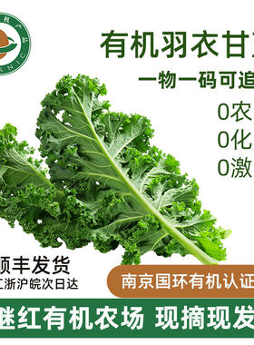 继红有机农场有机羽衣甘蓝发顺丰