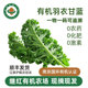 继红有机羽衣甘蓝当季 新鲜现摘现发健身蔬菜时令生鲜榨汁沙拉顺丰