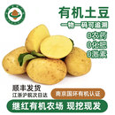 继红有机农场有机黄心土豆马铃薯新鲜蔬菜现采现发洋芋宝宝辅食