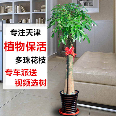 绿植单杆送礼天津步步高发财树