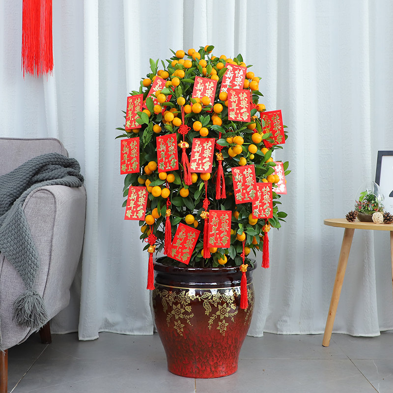 春节年宵橘朱砂桔橘子金桔子树花卉盆栽绿植四季桔果客厅天津植物