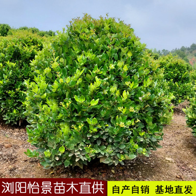 四季常青耐寒金森女贞球