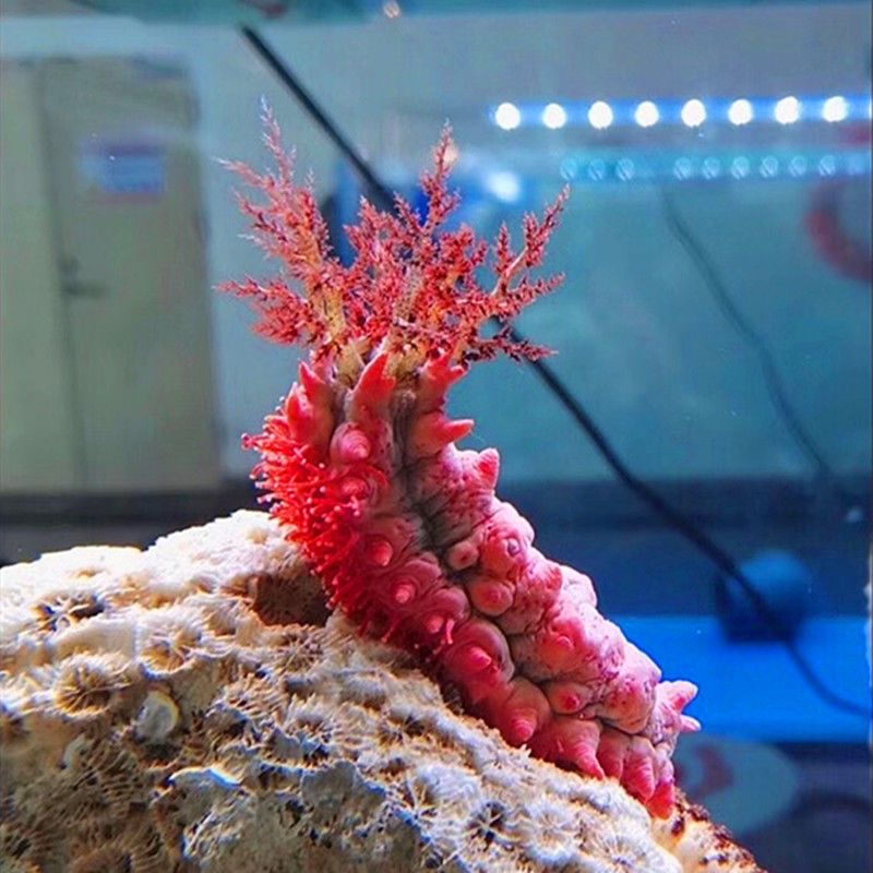 翻砂海参红海参除藻翻砂