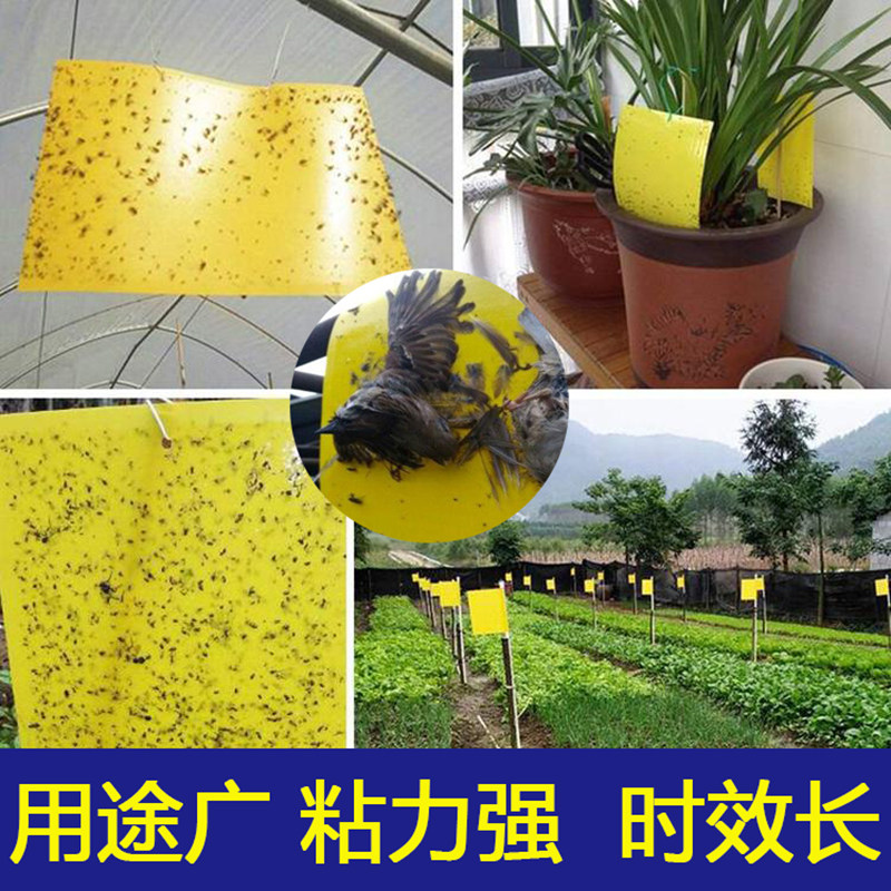 粘虫板黄板包邮双面黄色诱虫小黑飞蚊蝇家用农用果树果园大棚专用