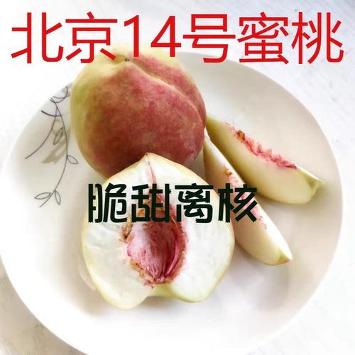 河北井陉县大桃 北京14号脆甜离核鲜桃现摘