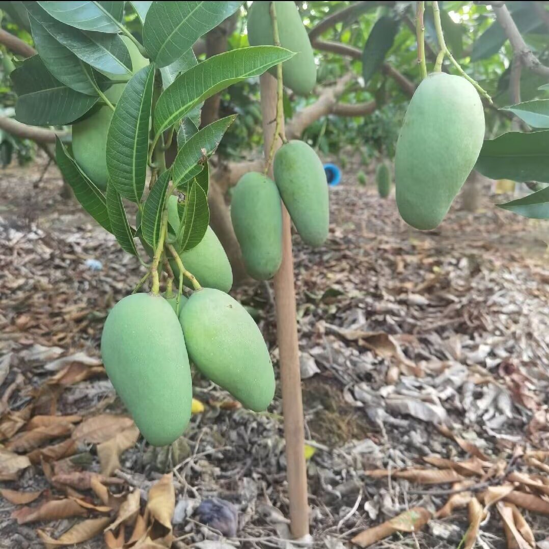 现摘孕妇生吃酸芒果包邮整箱新鲜芒果