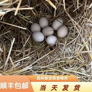 【30枚土鸡蛋】三斤以上原生态散养散放土鸡蛋现捡现发顺丰包邮