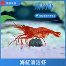 吃垃圾葵 医生虾 海水除藻虾清洁虾 薄荷虾 机械火焰虾 活体特价