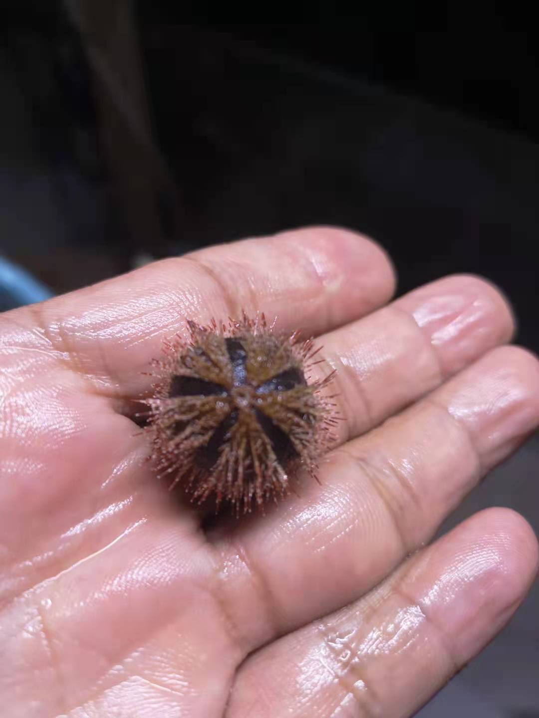 海缸除藻生物蓝礼服海胆海水吃藻