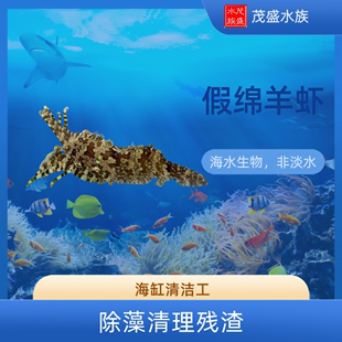 装 清洁虾 海水除藻 促销 海缸吃毛藻丝藻 特价 假绵羊虾 包邮 包损